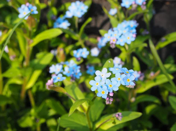 Azul Esquecer Não Miosite Flores Jardim Verão Fundo — Fotografia de Stock