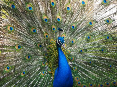 Park hayvanat bahçesi yakın görünümü bahçesinde açık kuyruk ile Hint peafowl veya mavi peafowl (Pavo cristatus)