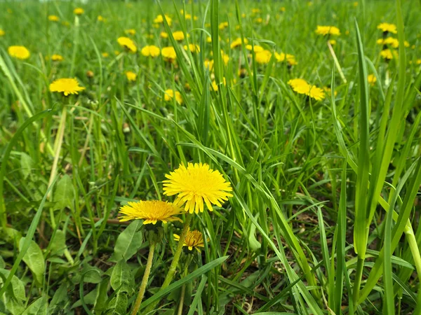 Sarı tıbbi kolesistektomi tarlası (Tussilago farfara) da anne ve üvey anne çiçeği olarak adlandırılır.