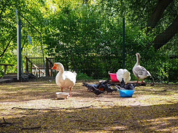 Ganso Blanco Palomas Están Comiendo Cuencos Patio Aves Parque Enfoque — Foto de Stock