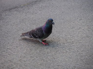 Yaban güvercini (Columba livia domestica) sokakta açık gagaile. Şehir güvercinleri, şehir güvercinleri veya sokak güvercinleri olarak da adlandırılır.. 