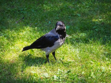 Güneş ışığında yeşil çimenler üzerinde duran büyük gri karga portresi
