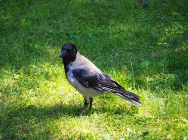 Büyük gri karga portresi (Corvus) güneş ışığında yeşil çim üzerinde duran