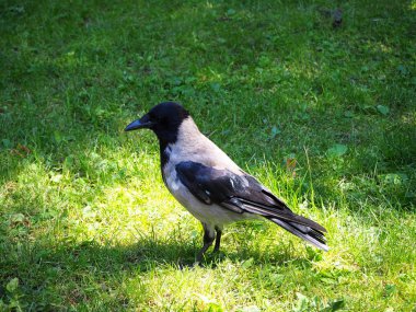 Büyük gri karga portresi (Corvus) güneş ışığında yeşil çim üzerinde duran