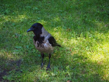 Büyük gri karga portresi (Corvus) yeşil çim üzerinde size bakarak ayakta