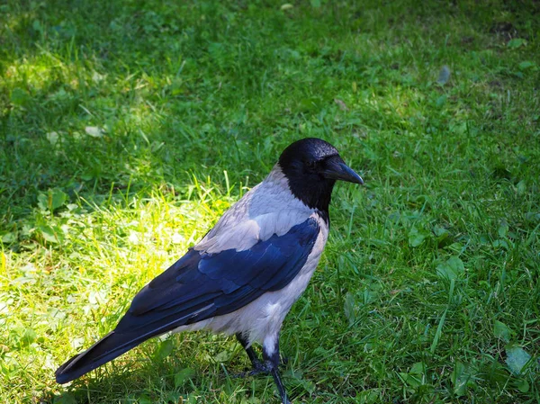 Portrait Big Gray Crow Corvus Standing Green Grass Sun Light — Stock Photo, Image
