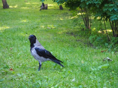 Parkta yeşil çim üzerinde duran kirli kanatları ile büyük gri karga (Corvus) Portresi