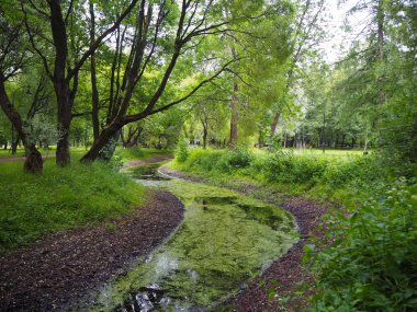 Yeşil yaz ormanı ve bataklık çamur kaplı sarma yeşil nehir. Yeşil bataklık bataklık manzara. Orman bataklık duckweed su görünümü. 