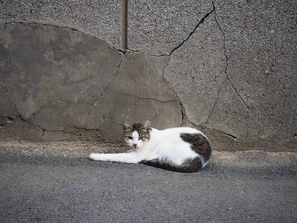 Evsiz Beyaz Bir Kedi Duvara Yakın Sokakta Yatıyor — Stok fotoğraf