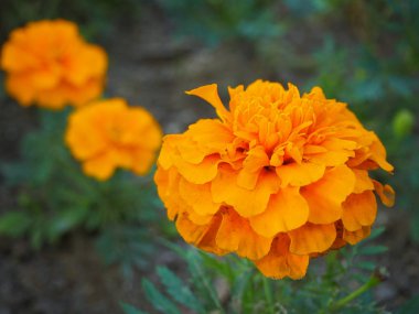Arka planda bulanık çiçekler ile bahçede güzel turuncu kadife çiçeği (Tagetes erecta, Meksika, Aztek veya Afrika kadife çiçeği) baş kadar yakın.