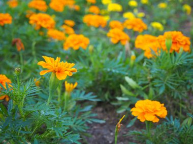 Arka planda bulanık çiçekler ile alanında güzel genç turuncu kadife çiçeği (Tagetes erecta, Meksika, Aztek veya Afrika kadife çiçeği) yakın.