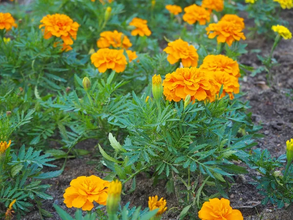 Close up field of beautiful orange marigold flowers (Tagetes erecta, Mexican, Aztec or African marigold) in the garden with blured flowers on the background.