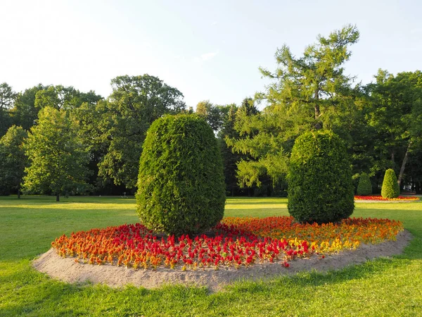 Landscape Trimmed Oval Shaped Trees Growing Flower Bed Red Orange — Stock Photo, Image