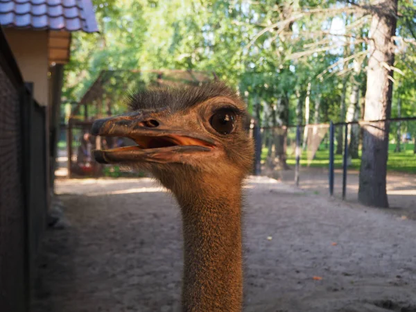 Close up portrait of a female ostrich with an open beak (Struthio camelus) in the bird yard, soft focus.