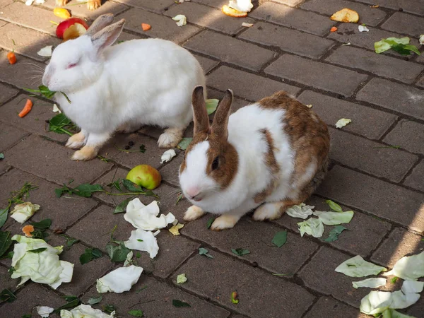 Conejos Domésticos Blancos Marrones Comiendo Col Hojas Verdes — Foto de Stock