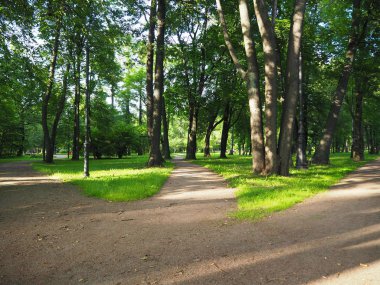 Parkta üç yol ayak yolu. Çapraz yol ile güneşli yaz ormanı peyzaj. Kararlar alma ve seçimler yapma konsepti.