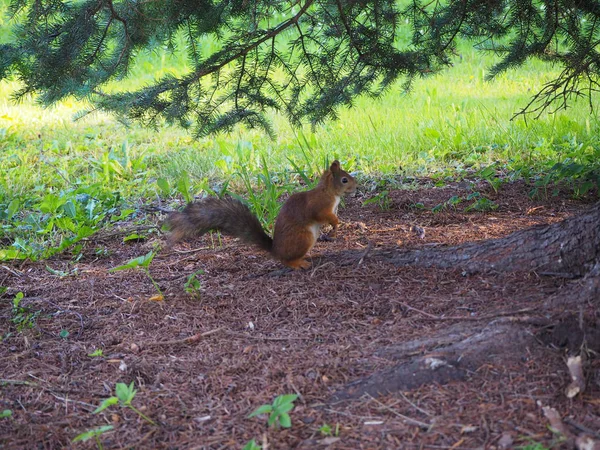 Joli Écureuil Debout Sous Arbre Dans Forêt Regardant Quelque Chose — Photo