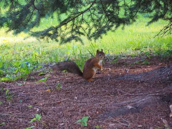 Cute Squirrel Standing Tree Forest Looking Something Distance — Stock Photo, Image