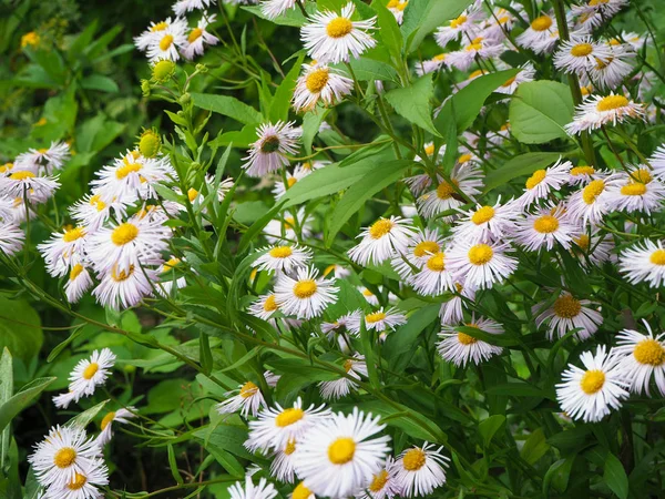 Field White Chamomile Matricaria Flowers Medical Chamomile Close White Yellow — Stock Photo, Image