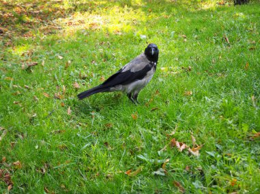 Parkta sonbahar yaprakları ile yeşil çim üzerinde duran büyük gri karga (Corvus) Portresi