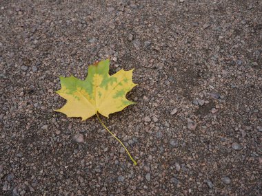 Çakıl zemin üzerinde sarı yeşil sonbahar yaprağı c solmaya başlıyor