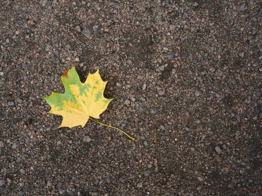 Çakıl zemin üzerinde sarı yeşil sonbahar yaprağı 