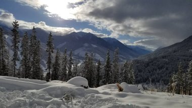 Kar ve ağaçlar ile Kanada dağ sahnesi 
