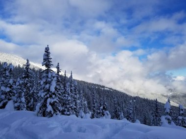 Kar ve ağaçlar ile Kanada dağ sahnesi 