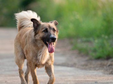 Close up Smile Dog Running İzole Doğa Arka Plan üzerinde