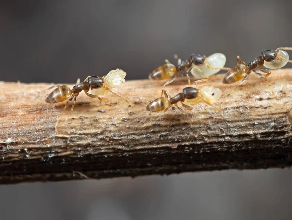 Macro Photo of Group of Tiny Ants Carrying Pupae and Running on