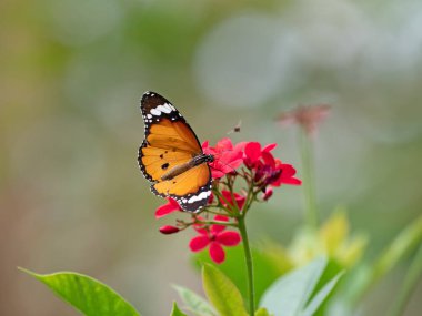 Yakın Ortak Tiger Butterfly Kırmızı Akış nektar emme vardır