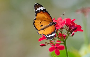 Yakın Ortak Tiger Butterfly Kırmızı Akış nektar emme vardır