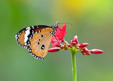 Yakın Ortak Tiger Butterfly Kırmızı Akış nektar emme vardır