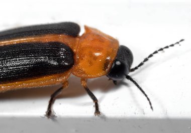 Beyaz Katta Firefly Makro Fotoğraf