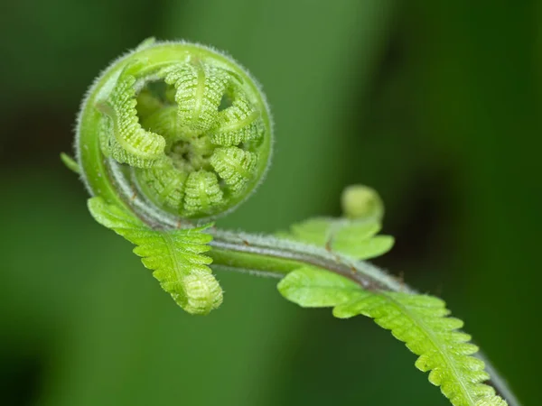 Macro Photo of young leaf of fern Isolated on Background — Stock Photo, Image