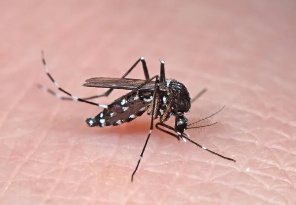 Depositphotos 265391936 Stock Photo Macro Photo Of Yellow Fever