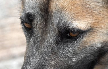 Bulanık Arka Planda İzole Edilmiş Köpeğin Gözlerini Kapat
