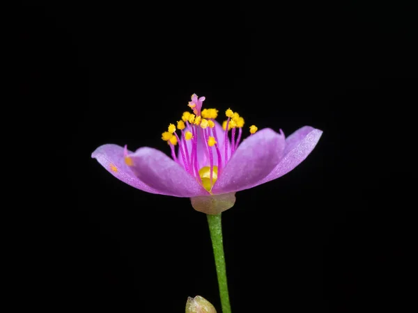 Макрофото крошечного фиолетового цветка с желтой пыльцой, изолированной на — стоковое фото