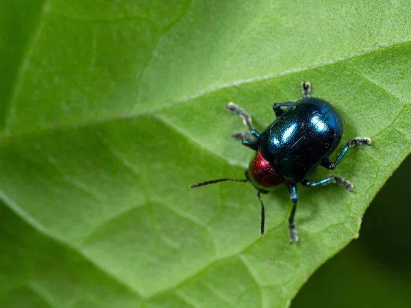 Macro Photo of Colorful Beetle on Green Leaf — Stock Photo, Image