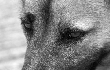 Bulanık Arka Plan, Siyah ve Wh İzole Köpek Gözleri Kapat