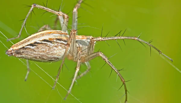 Foto Makro Spider di Web Terisolasi di Latar Belakang Alam, Sele — Stok Foto