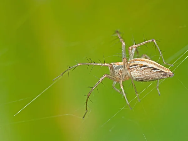 Makró fotó pók web izolált természet háttér, Sele — Stock Fotó