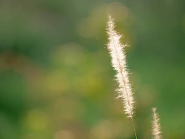 Doğa Backgroun Izole Güneş ışığı ile Grass Çiçek kapatın