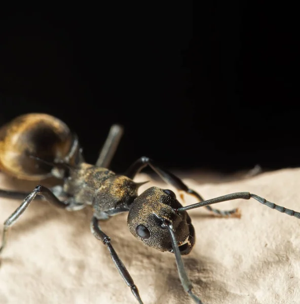Zemin de Siyah Izole Altın Dokumacı Karınca Makro Fotoğraf — Stok fotoğraf