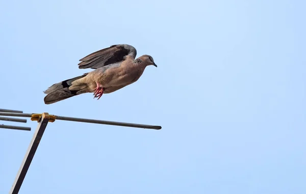 Close up pomba manchada pulando no ar isolado no céu — Fotografia de Stock