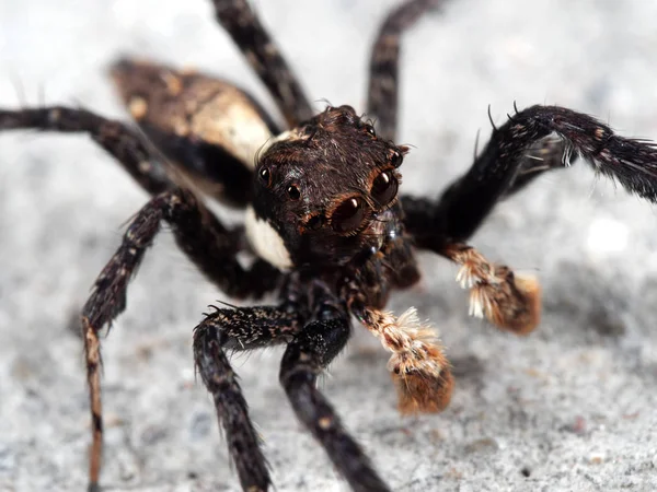 Makro foto av Hoppande spindel på golvet — Stockfoto