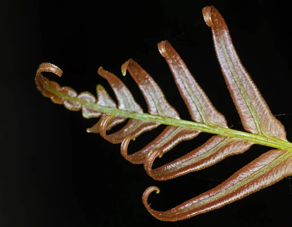 Macro Photo of young leaf of fern Isolated on Black Background, — Stock Photo, Image