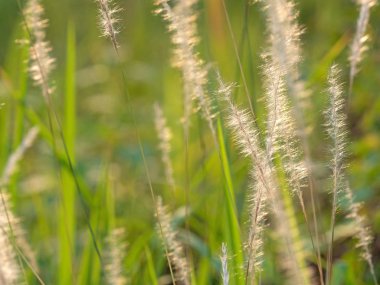 Doğa Backgroun Izole Güneş ışığı ile Grass Çiçek kapatın