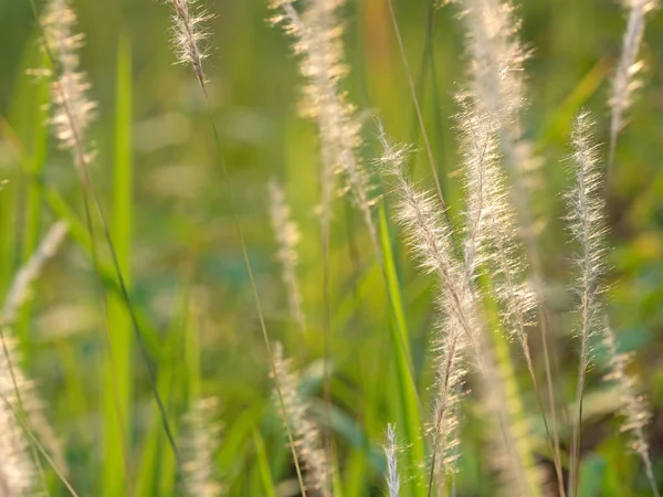 Doğa Backgroun Izole Güneş ışığı ile Grass Çiçek kapatın