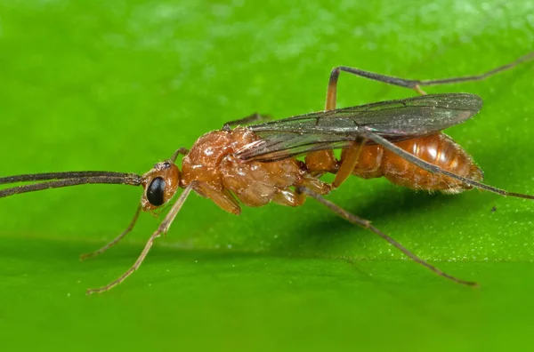 Macro foto de formiga voadora na folha verde — Fotografia de Stock